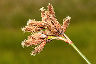 Schoenoplectus lacustris Schoenoplectus lacustris